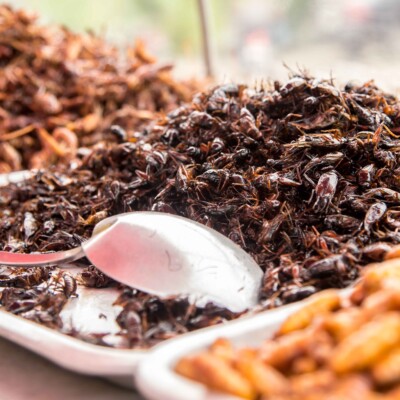 Edible insects